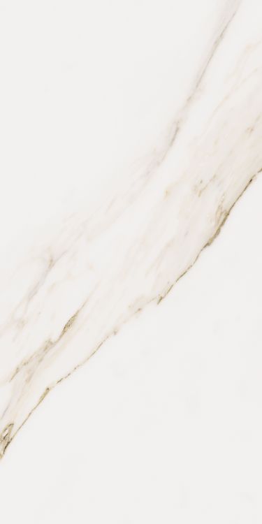 Omnia Calacatta Matte 12 x 24